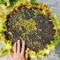 Mongolian Giant Sunflower 15 PCS Seeds