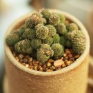 Monanthes Polyphylla One Flowered House Leek Dwarf Crassula 100 PCS Seeds Monanthes Polyphylla One Flowered House Leek Dwarf Crassula 100 PCS Seeds
