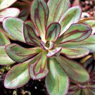 Multi-Colored Echeveria Nodulosa 20 PCS Seeds