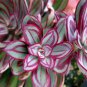 Multi-Colored Echeveria Nodulosa 20 PCS Seeds
