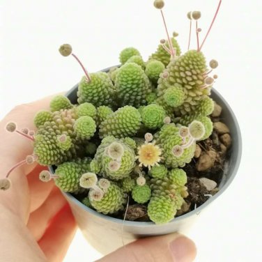 Monanthes Polyphylla Succulent Bonsai Flower Bonsai Indoor 100 PCS Seeds