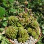 Monanthes Polyphylla Succulent Bonsai Flower Bonsai Indoor 100 PCS Seeds
