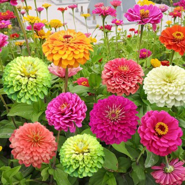 Mixed Zinnia Bonsai Pretty Pastel Colors Perennial for Home Garden 200 PCS Seeds