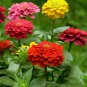 Mixed Zinnia Bonsai Pretty Pastel Colors Perennial for Home Garden 200 PCS Seeds