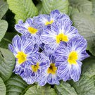 Mixed Zebra Evening Primrose Plants 200 PCS Seeds