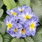 Mixed Zebra Evening Primrose Plants 200 PCS Seeds