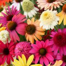 Mixed Yellow Red Rose Red Echinacea Coneflower 100 PCS Seeds Mixed Yellow Red Rose Red Echinacea Coneflower 100 PCS Seeds