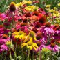 Mixed Yellow Red Rose Red Echinacea Coneflower 100 PCS Seeds