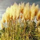 Mixed Yellow Purple Pampas Grass Ornamental Garden Planting 100 PCS Seeds Mixed Yellow Purple Pampas Grass Ornamental Garden Planting 100 PCS Seeds