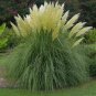 Mixed Yellow Purple Pampas Grass Ornamental Garden Planting 100 PCS Seeds