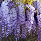 Mixed Wisteria Climbing Rattan Wisteria Flower Planting 10 PCS Seeds