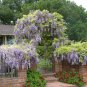 Mixed Wisteria Climbing Rattan Wisteria Flower Planting 10 PCS Seeds