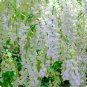 Mixed Wisteria Climbing Rattan Wisteria Flower Planting 10 PCS Seeds