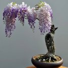Mixed wisteria bonsai wisteria flower 4 PCS Seeds