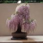 Mixed wisteria bonsai wisteria flower 4 PCS Seeds