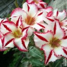Mixed 'the star' Adenium Desert Rose 2 PCS Seeds