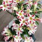 Mixed 'the star' Adenium Desert Rose 2 PCS Seeds