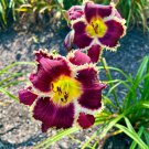 Mixed Tawny Daylily 200 PCS Seeds