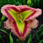 Mixed Tawny Daylily 200 PCS Seeds