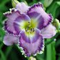 Mixed Tawny Daylily 200 PCS Seeds