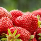 Mixed Strawberry Black Blue Giant Red Purple 100 PCS Seeds Mixed Strawberry Black Blue Giant Red Purple 100 PCS Seeds