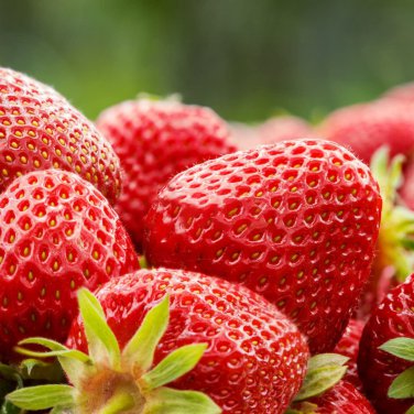 Mixed Strawberry Black Blue Giant Red Purple 100 PCS Seeds