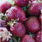 Mixed Strawberry Black Blue Giant Red Purple 100 PCS Seeds