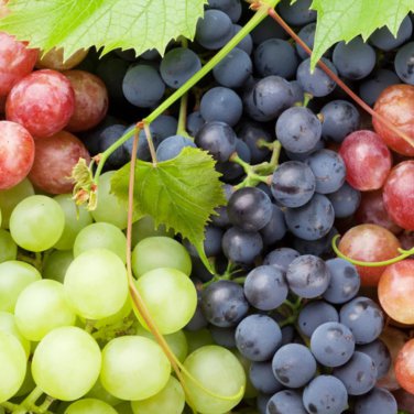 Mixed Sweet Seedless Grape Fruits 15 PCS Seeds