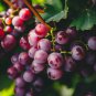 Mixed Sweet Seedless Grape Fruits 15 PCS Seeds