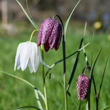 Mixed Snake's Head Persian Fritillar Fritillaria Meleagris Mixture 100 PCS Seeds