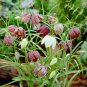 Mixed Snake's Head Persian Fritillar Fritillaria Meleagris Mixture 100 PCS Seeds