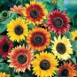 Mixed Sunflower 100 PCS Seeds