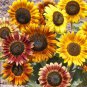 Mixed Sunflower 100 PCS Seeds