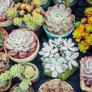 MIXED Succulent Bonsai 100 PCS Seeds MIXED Succulent Bonsai 100 PCS Seeds
