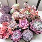 MIXED Succulent Bonsai 100 PCS Seeds