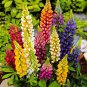 MIXED RUSSELL LUPINE Lupinus Polyphyllus Flower 10 PCS Seeds