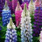 MIXED RUSSELL LUPINE Lupinus Polyphyllus Flower 10 PCS Seeds