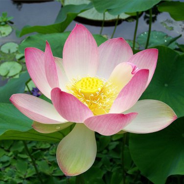Mixed Red Pink Nelumbo Nucifera Lotus Flower Laritek 7 PCS Seeds