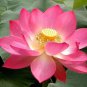 Mixed Red Pink Nelumbo Nucifera Lotus Flower Laritek 7 PCS Seeds