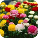 Mixed Ranunculus Asiaticus Beautiful Persian Buttercup Plants 25 PCS Seeds Mixed Ranunculus Asiaticus Beautiful Persian Buttercup Plants 25 PCS Seeds