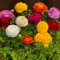 Mixed Ranunculus Asiaticus Beautiful Persian Buttercup Plants 25 PCS Seeds