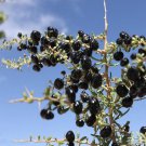 Mixed Qinhai Black & Red Ningxia Gogi Wolfberry 50 PCS Seeds