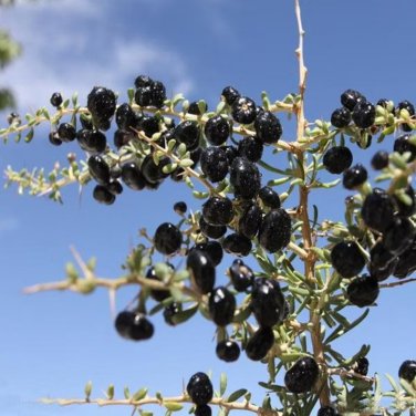 Mixed Qinhai Black & Red Ningxia Gogi Wolfberry 50 PCS Seeds