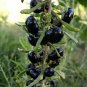 Mixed Qinhai Black & Red Ningxia Gogi Wolfberry 50 PCS Seeds