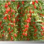 Mixed Qinhai Black & Red Ningxia Gogi Wolfberry 50 PCS Seeds
