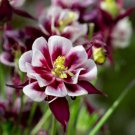 Mixed Purple Green White Red Columbine Double Flowers 50 PCS Seeds Mixed Purple Green White Red Columbine Double Flowers 50 PCS Seeds