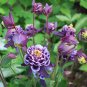 Mixed Purple Green White Red Columbine Double Flowers 50 PCS Seeds
