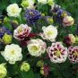 Mixed Purple Green White Red Columbine Double Flowers 50 PCS Seeds