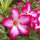 Mixed Pink & Crimson Red Adenium Desert Rose 2 PCS Seeds Mixed Pink & Crimson Red Adenium Desert Rose 2 PCS Seeds