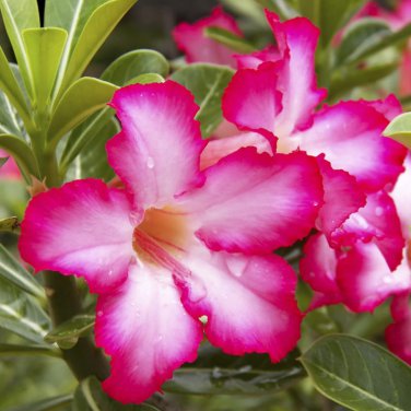 Mixed Pink & Crimson Red Adenium Desert Rose 2 PCS Seeds